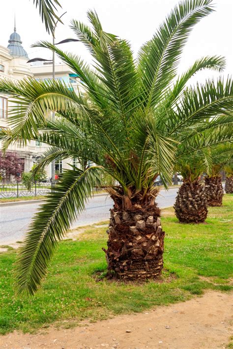 Premium Photo Pygmy Date Palm Trees Phoenix Roebelenii In City Park