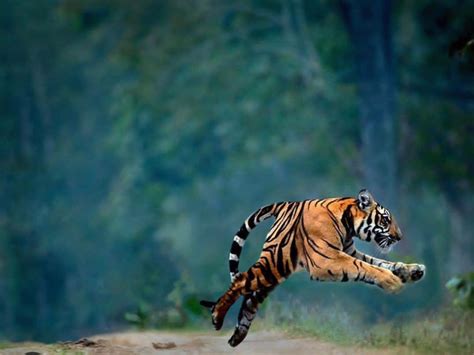 Psbattle Tiger At Full Stretch Rphotoshopbattles