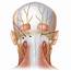 Occipital Nerve Block  NASHVILLE NEUROSCIENCE GROUP