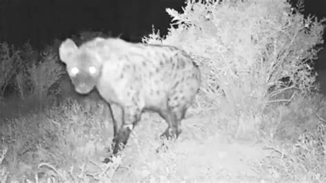 Wild Animals Caught On Trail Cam Trail Cam Footage