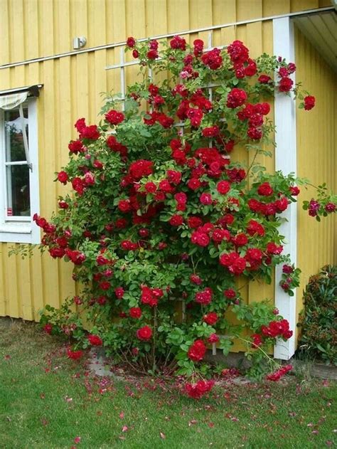 We did not find results for: Awesome 27 Ways How To Grow Climbing Roses https ...