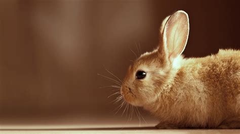 Download Description Cute Bunny Hd Wallpaper Is A Hi Res For Pc By
