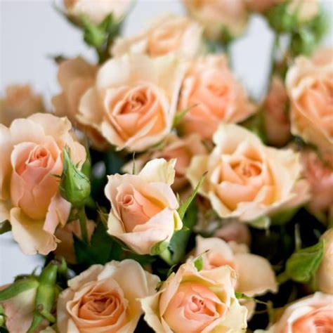 Peach Spray Rose Flower Diy Wedding Flowers Flower Moxie