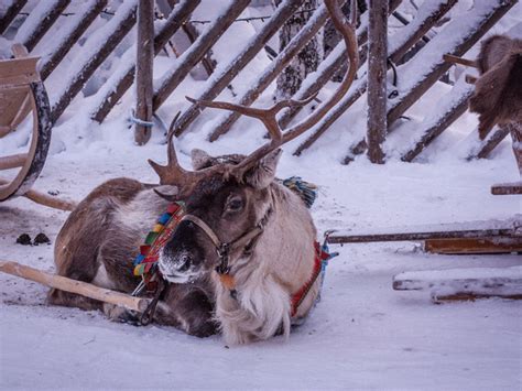 Combo Snowmobile Safari All In One Taxari Travel Agency Lapland