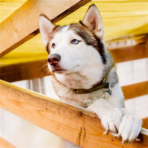 How Much Space Do Siberian Huskies Need? - Bubbly Pet