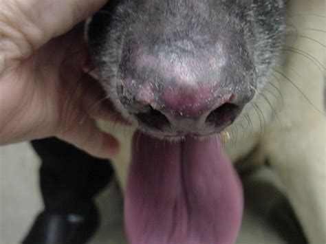 Skin Lupus In Dogs