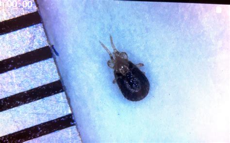 Very Tiny Beetles In House Hacforward