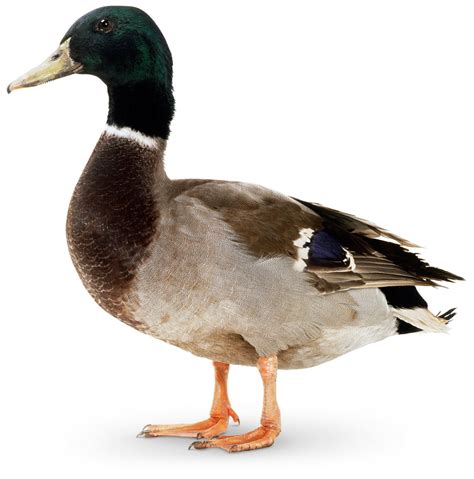 What Are Waterfowl Types Of Waterfowl Dk Find Out