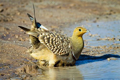 Scientists Uncover The Amazing Way Sandgrouse Hold Water In Their