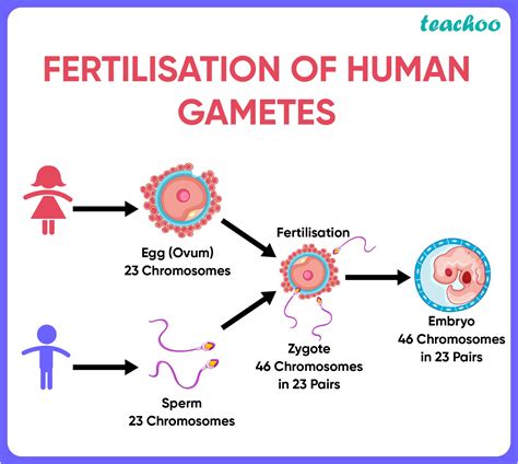 [term 2] A Trace The Path A Male Gamete Takes To Fertilise A Female