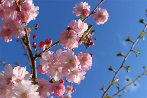 Aesthetic Pink Cherry Blossom Tree