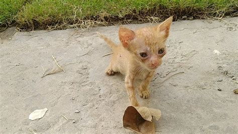 Scared Feral Cat Is Starving Finally He Found Food To Eat Cute Kitten