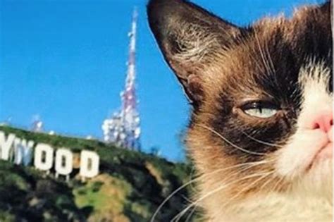 Grumpy Cat Is Dead A Look Back At The Furious Felines Best Photos Daily Record