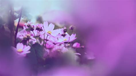 Background Nature Flower Mexican Aster Pink Background Flower Blur