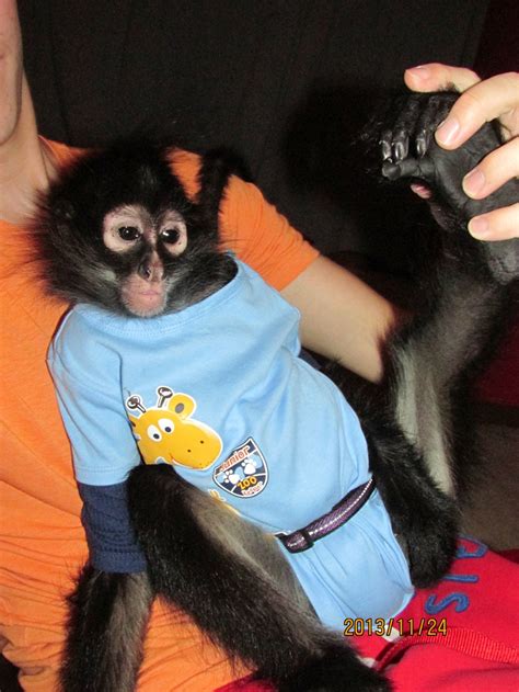 Official Spider Monkey That Bit Man Must Be Put Down Fox 8 Cleveland Wjw