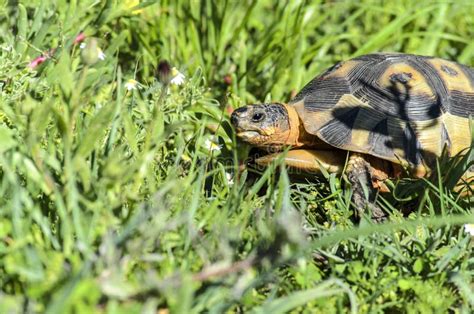 Angulate Tortoise 4 Stock Image Image Of African Angulate 52758603