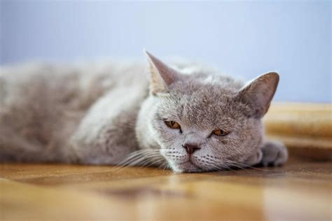 Why Does My Cat Sleep On The Floor Kitty Cat Tips