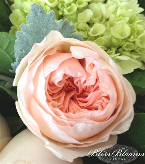Peach David Austin Juliet Garden Roses Bliss Blooms Pinterest