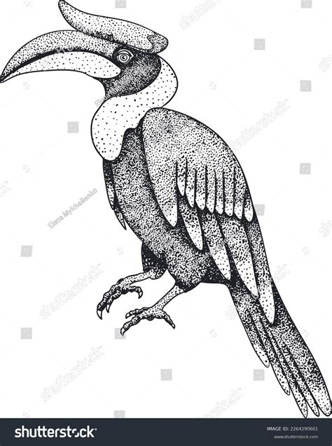 Rhinoceros Hornbill Bird Vector Sketch Hand Stock Vector Royalty Free