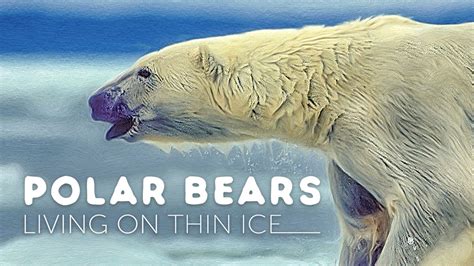 Polar Bears Living On Thin Ice Apple Tv Uk
