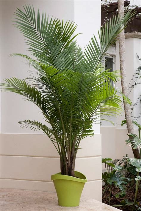 Kentia Palme Growing Indoors Growing Tree Howea Azadirachta Indica