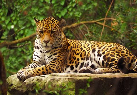 El Jaguar En México Archives Martha Debayle