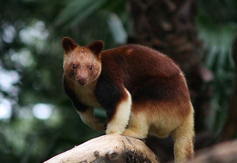 Kanguru Pohon Wondiwoi Satwa Endemik Papua Yang Diintai Kepunahan