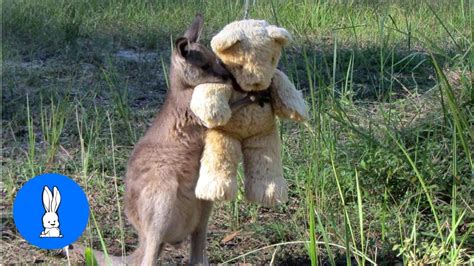 Baby Kangaroos And Joeys Cutest Compilation Youtube