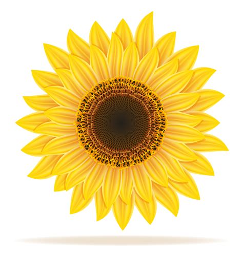 Flor De Girassol Para Imprimir