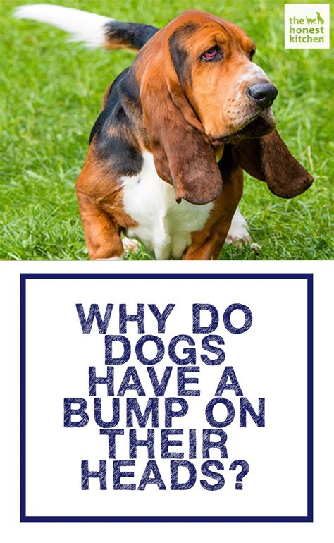 Why Dogs Have A Bump On Their Heads Dogs Bump Headed