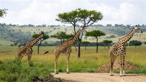 Lake Naivasha National Park Kenya Safari Tours Kenya National Parks
