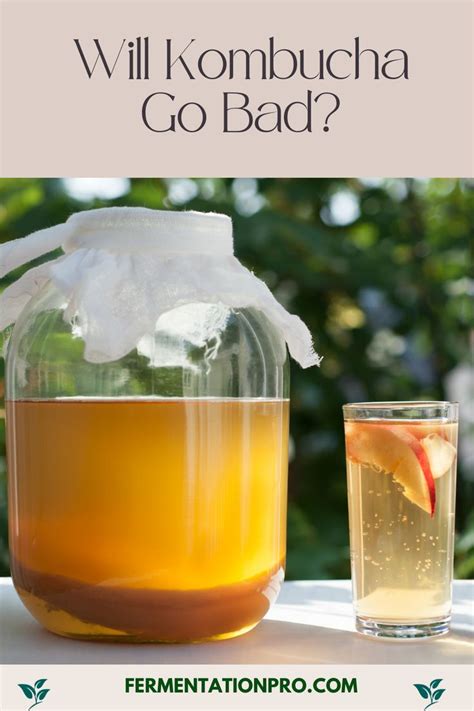 Will Kombucha Go Bad In 2023 Kombucha Fermentation Kombucha How To