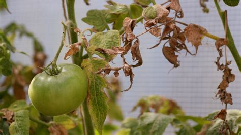 8 Reasons Your Tomato Plants Are Turning Brown And How To Fix It 2022