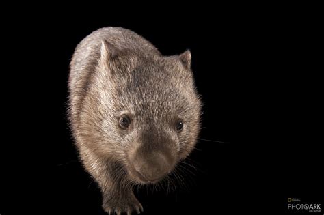 Photo Ark Home Common Wombat National Geographic Society