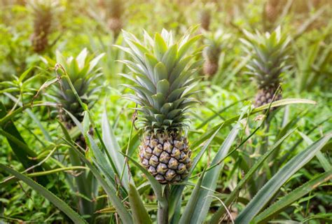 1700 Pineapple Tree Agriculture Asia Stock Photos Pictures And Royalty