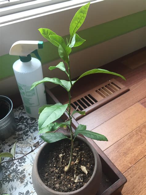 How to water a potted lemon tree? Tips for caring for a potted lemon tree? : gardening