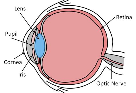 Optic Nerve Eye Diagram
