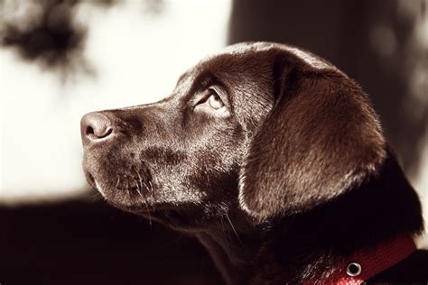 Fotos Gratis Perrito Perro Canino Mascota Marrón Negro De Cerca