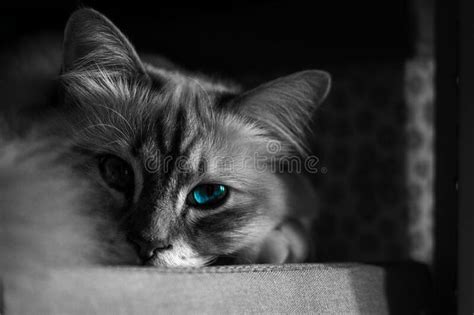 Greyscale Shot Of A Furry Cat With Big Blue Eyes Stock Image Image Of