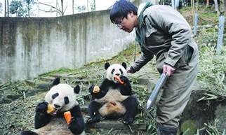 Pandering To Pandas Global Times