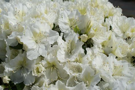 Erfahren sie im pflanzenlexikon alles über die pflege der azalee. 6 Japanische Azaleen im Mix - Rhododendron obtusum Mix