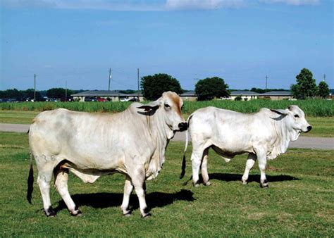 In addition, the association strives to increase communication and. Improving Brahman Cattle for Meat Quality