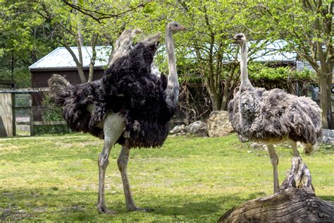 Ostrich Potawatomi Zoo