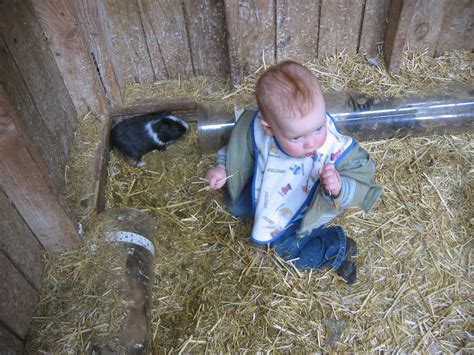 Farmer Sid chewing the hay, Bundoora farm 13 and 1/2 month… | Flickr