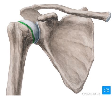 It is a point of the deltoid muscle attachment. Humerus - Anatomy and Clinical Notes | Kenhub