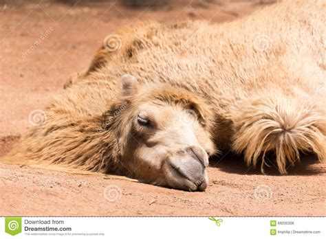 The shaggy bactrian camel has two humps. The sleeping camel stock photo. Image of beast, eyes ...