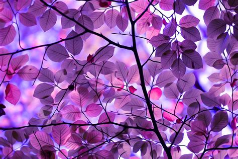 Sunlight Trees Leaves Digital Art Nature Purple Branch Symmetry
