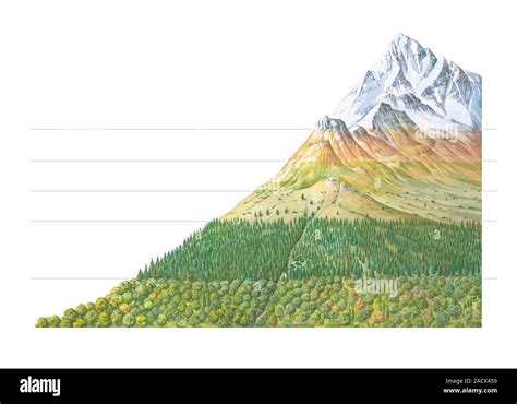 Vegetation Altitude Zones Artwork Showing The Different Zones Of