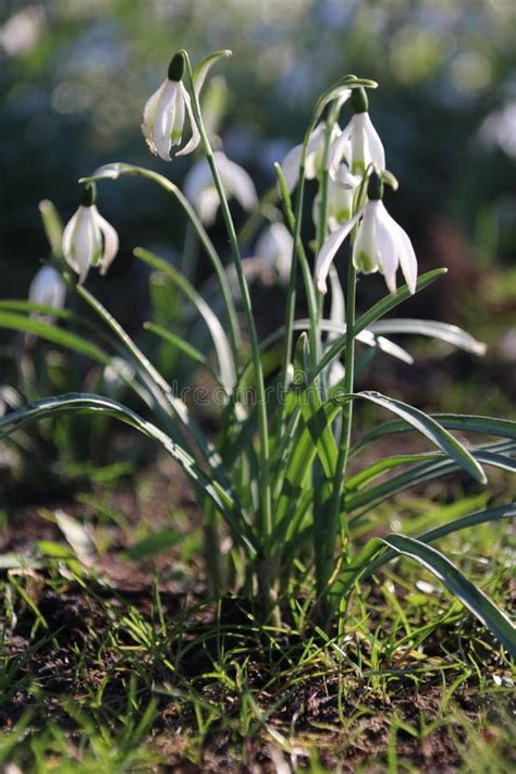 White Snowdrop Flowers In A Park Stock Image Image Of Snowdrop