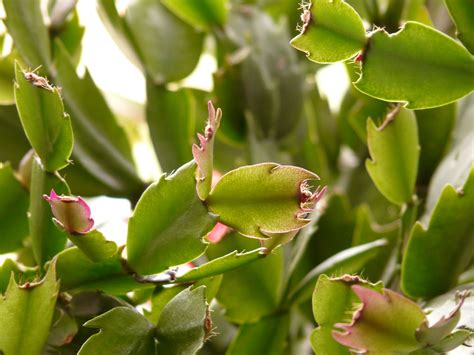 Free Images Branch Leaf Flower Green Produce Botany Flora